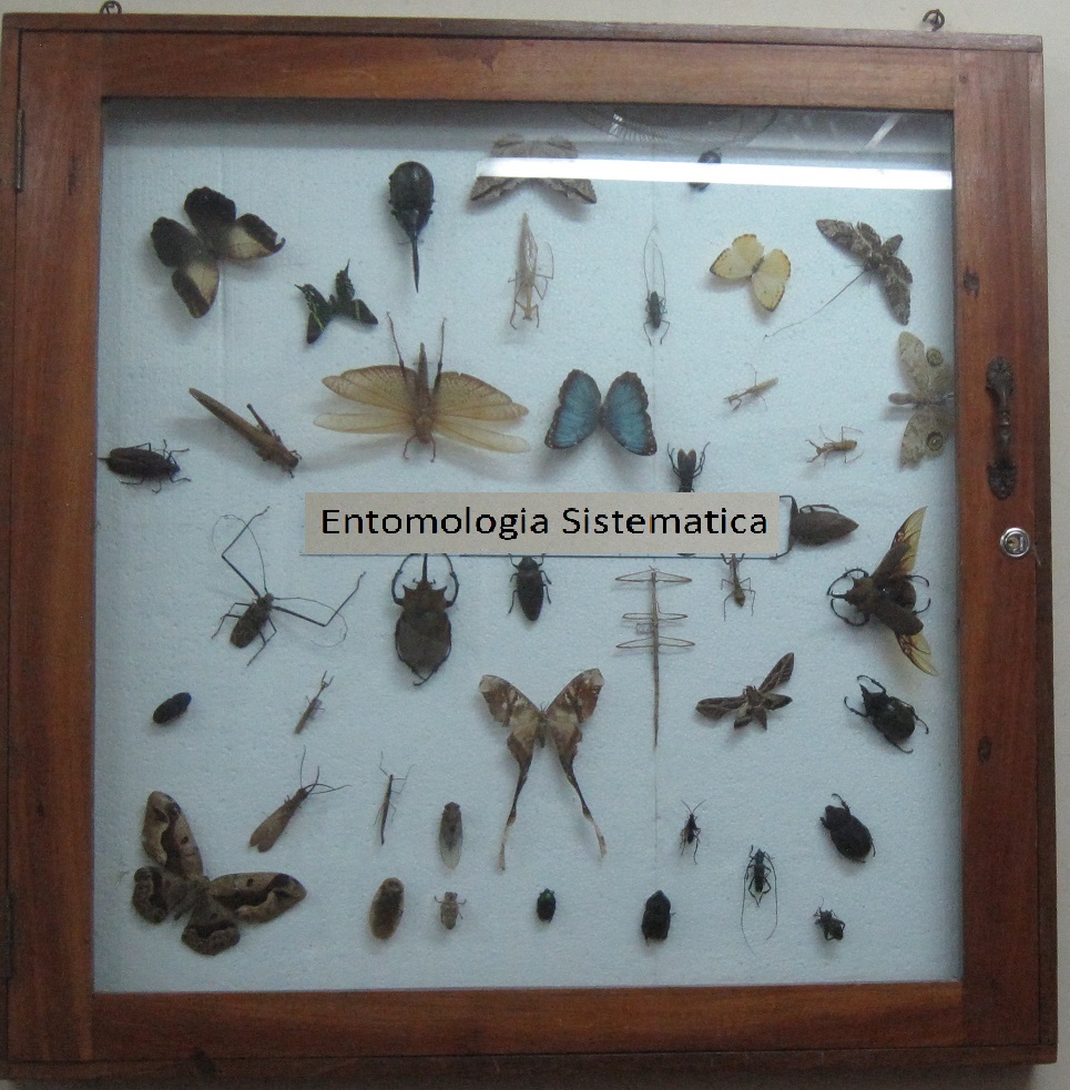 ELECTIVA III: Entomología Sistemática